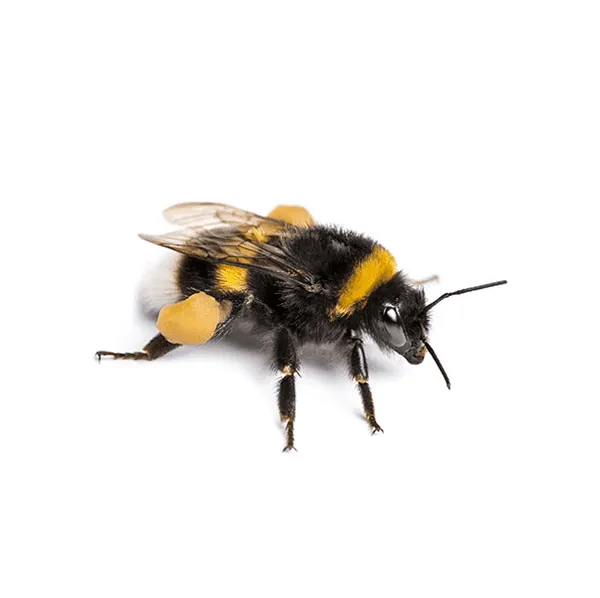 bumblebee-on-white-2.png