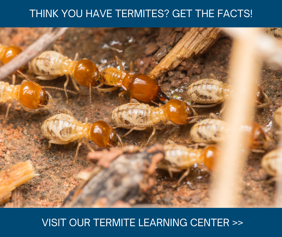 Termite Learning Center in North Carolina, Tennessee - Bug Out