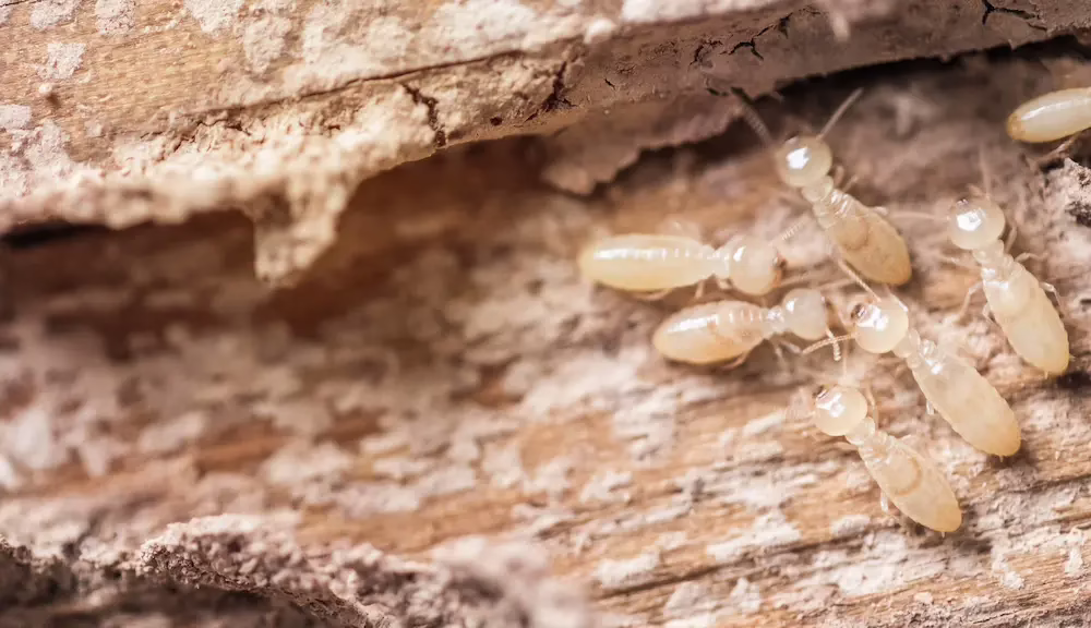 Close up shot of termites on decomposing wood in a North Carolina home
