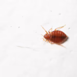 Closeup of a bed bug on a white surface