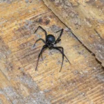 Southern black widow spider crawling on wood
