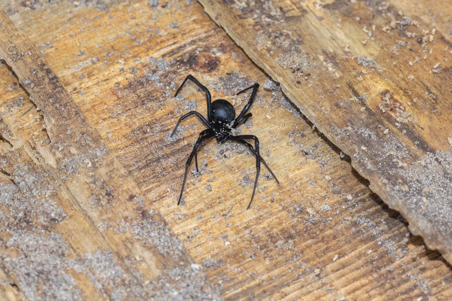 Southern black widow spider crawling on wood