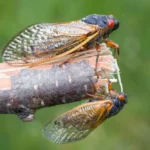 Closeup of two North Carolina cicadas on a tree branch