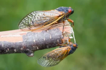 Closeup of two North Carolina cicadas on a tree branch