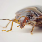 Closeup of a bed Bug on a white background