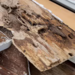 Wood with termite damage on the back side removed from a home.