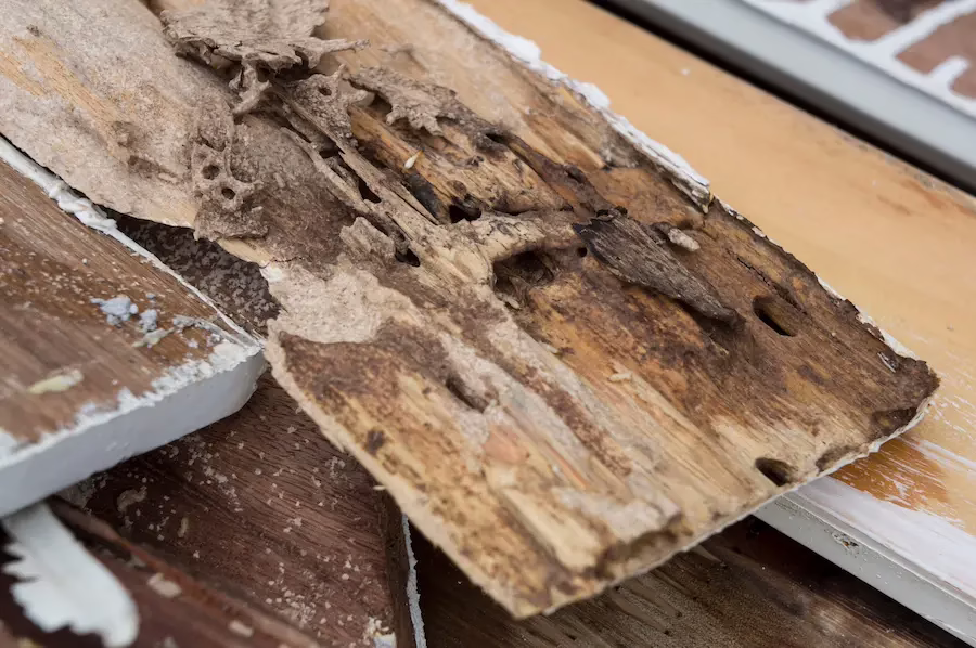 Wood with termite damage on the back side removed from a home.