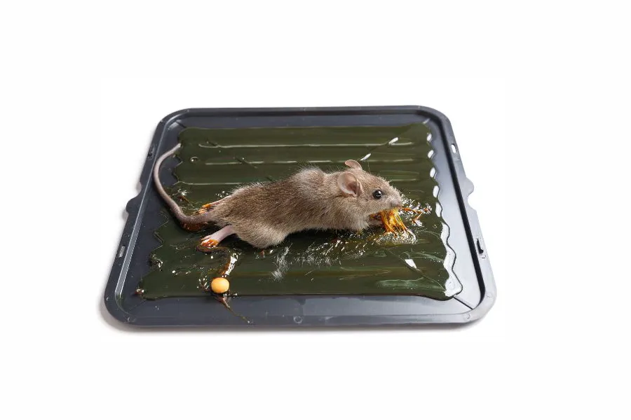 A mouse caught on a sticky glue board trap on a white background, representing one method homeowners consider when searching for the best way to get rid of mice.