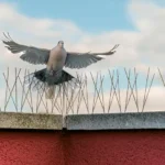 bird attempting to land on bird controlled building. Get bird control from bugout services