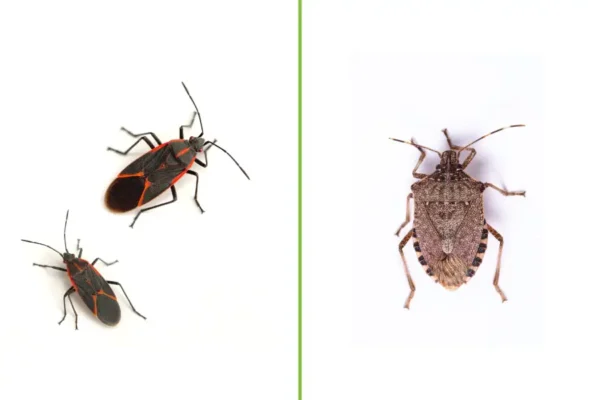 Boxelder bugs next to stink bug