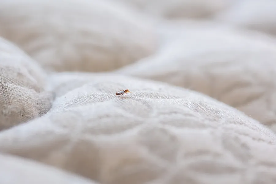 A single small bed bug crawling across the textured surface of a white quilted mattress.