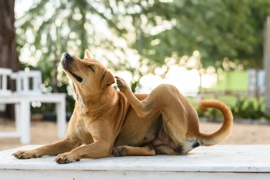 A tan dog sitting outdoors and scratching its ear, representing concerns about whether pets can spread bed bugs.