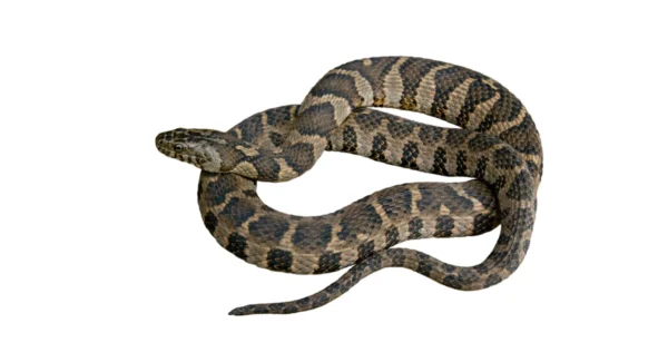 Common water snake