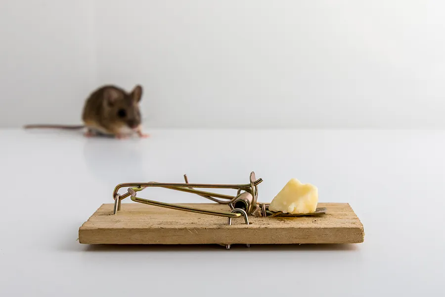 A live mouse in the background approaching a classic wooden snap trap baited with cheese, visually illustrating the common question: do mouse traps work?