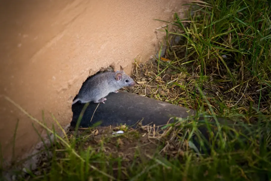 A small house mouse exiting a hole at the base of an exterior building wall, helping you determine if you have rats or mice.