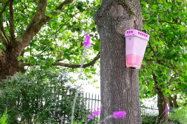 An EcoCatch Flies trap mounted on a tree in an outdoor North Carolina business park. The EcoCatch Flies lures flies inside its weather-resistant shell where, once inside, they cannot escape.