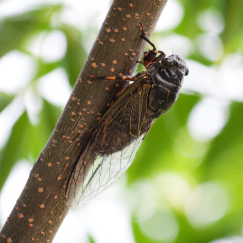 Cicada Emergence in 2024 Bug Out Pest Control & Exterminator Service
