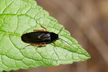 Smokybrown Cockroach Periplaneta fuliginosa insect on leaf.