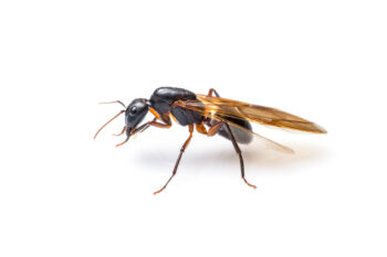 close up flying ant isolated on white background. Winged Carpenter ant