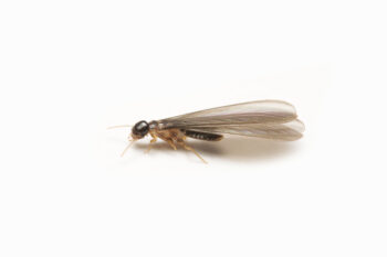 Alates or Flying Termite on White background.