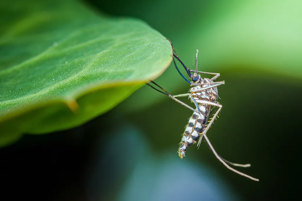 Close up of a mosquito at the edge of a leaf