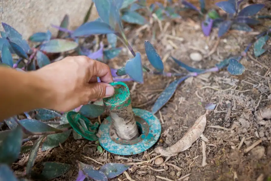 A hand reaching down to check a cylindrical green termite bait station embedded in the soil. The station is covered in dirt and surrounded by purple-leafed groundcover plants