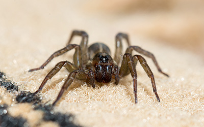 Spider on carpet in Fayetteville NC