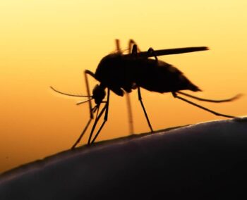 A mosquito silhouette with a sunrise behind it.