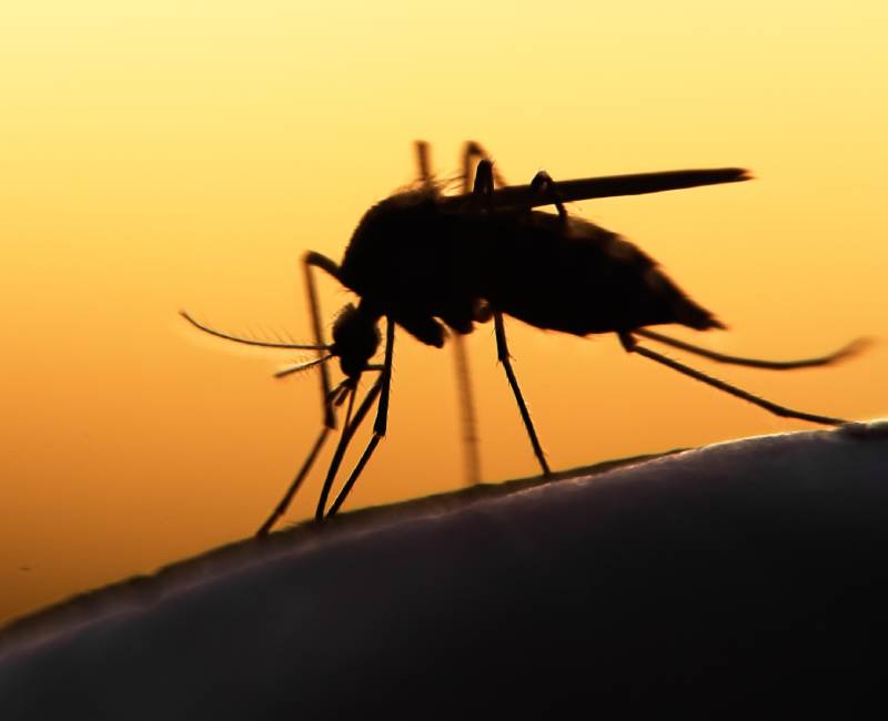 A mosquito silhouette with a sunrise behind it.