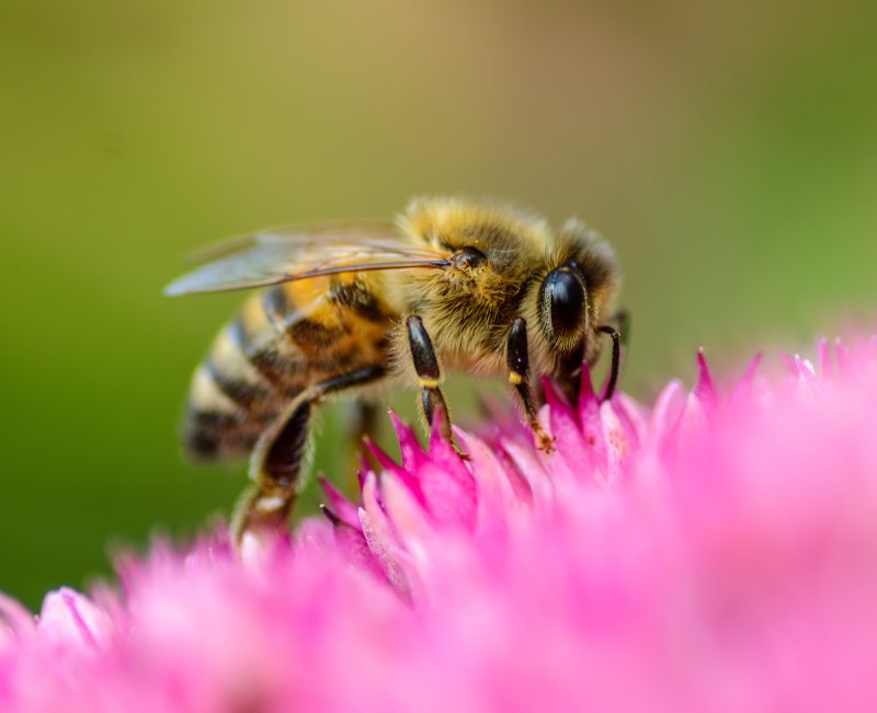 Bee on flower