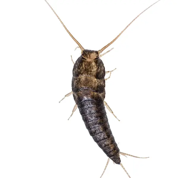 Silverfish on a white background - Keep pests away from your home with Bug Out in NC