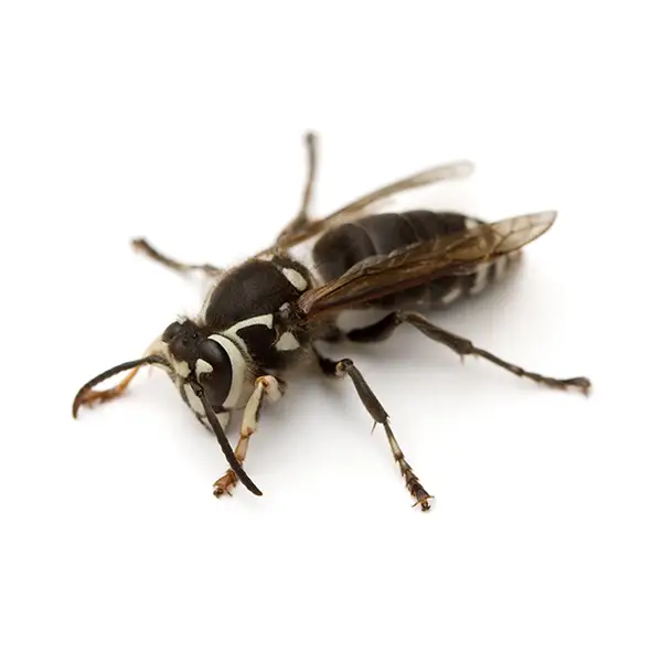 Baldfaced Hornet on a white background - Keep pests away from your home with Bug Out in NC