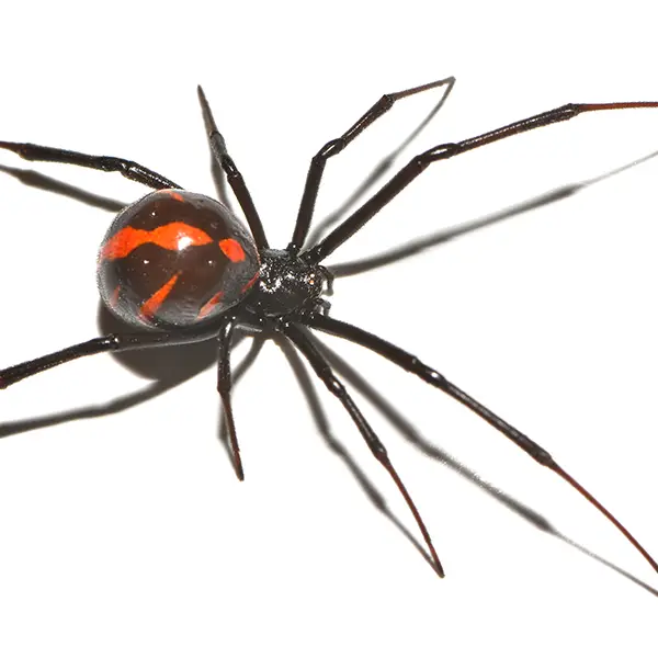 Black widow on a white background - Keep pests away from your home with Bug Out in NC