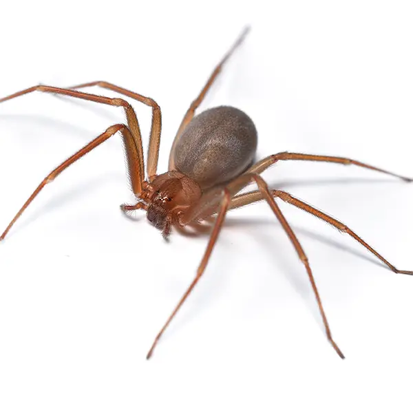 Brown Recluse on a white background - Keep pests away from your home with Bug Out in NC