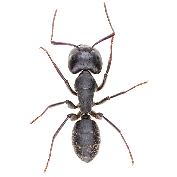 Carpenter ant on a white background - Keep pests away from your home with Bug Out in NC