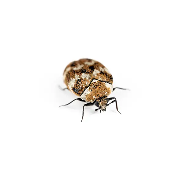 Carpet Beetle on a white background - Keep pests away from your home with Bug Out in NC