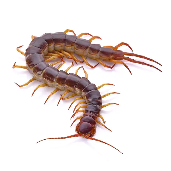 Centipede on a white background - Keep pests away from your home with Bug Out in NC