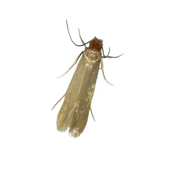 Clothes moth on a white background - Keep pests away from your home with Bug Out in NC