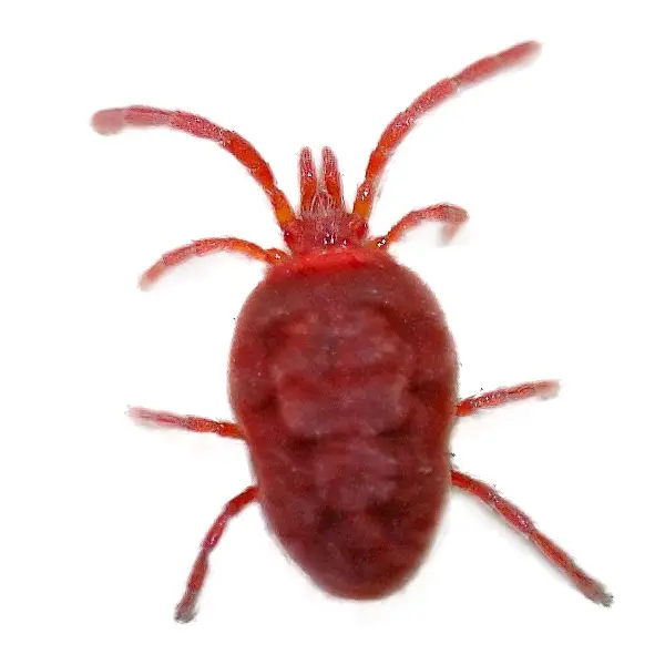 Clover mite on a white background - Keep pests away from your home with Bug Out in NC