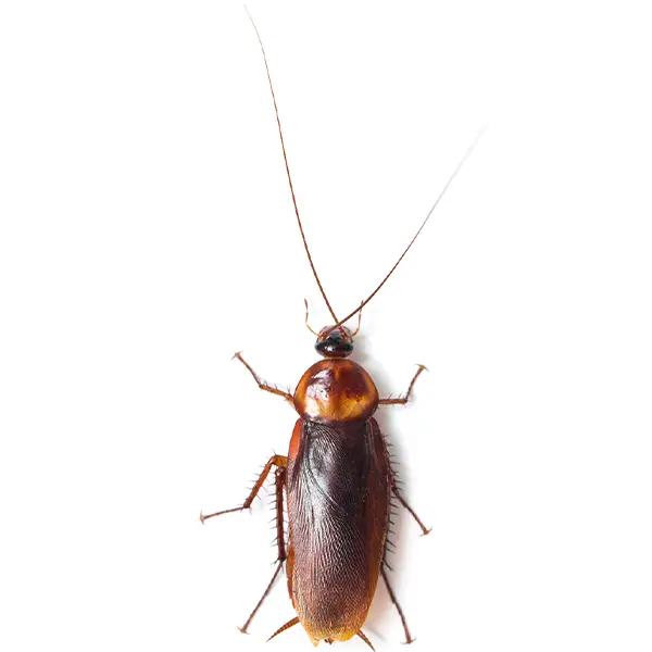 Cockroach on a white background - Keep pests away from your home with Bug Out in NC