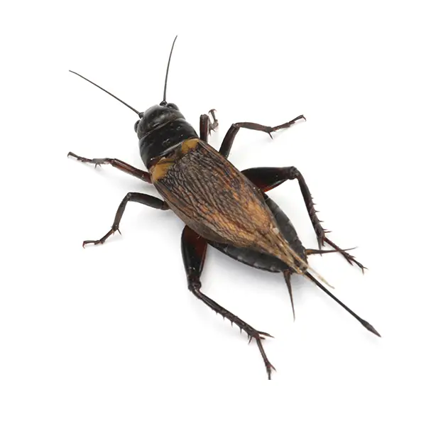 Cricket on a white background - Keep pests away from your home with Bug Out in NC