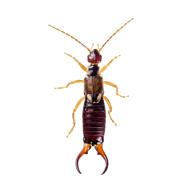 Earwig on a white background - Keep pests away from your home with Bug Out in NC