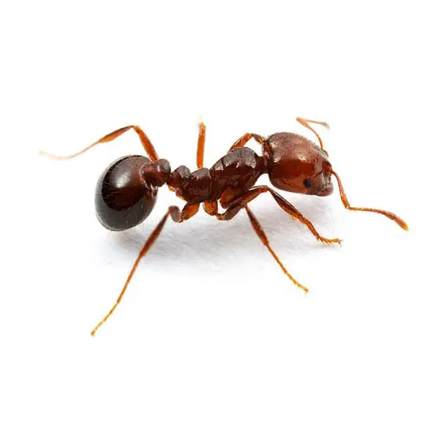 Fire ant on a white background - Keep pests away from your home with Bug Out in NC