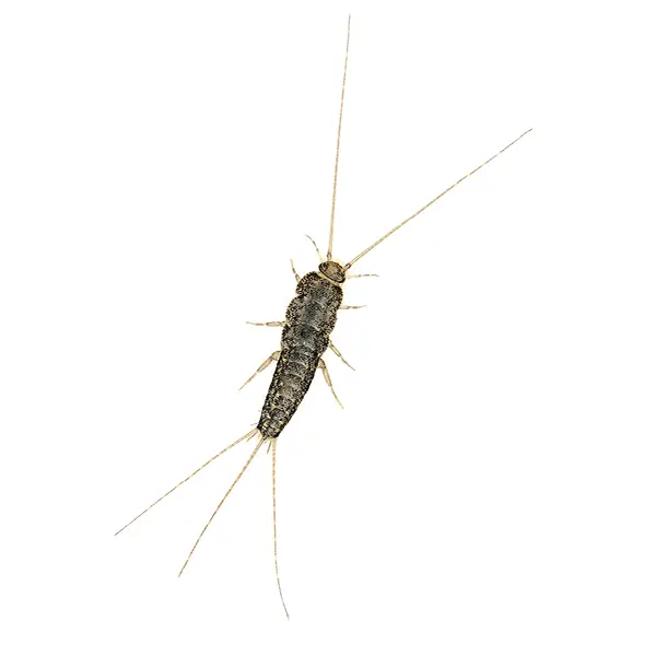 Firebrat on a white background - Keep pests away from your home with Bug Out in NC