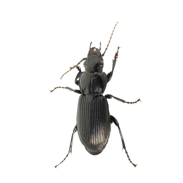 Ground Beetle on a white background - Keep pests away from your home with Bug Out in NC