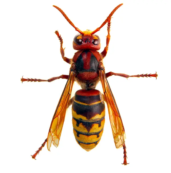 Hornet on a white background - Keep pests away from your home with Bug Out in NC