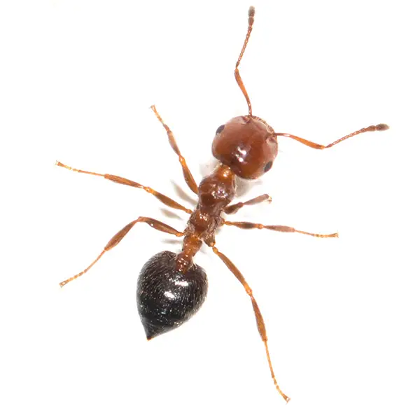 House ant on a white background - Keep pests away from your home with Bug Out in NC