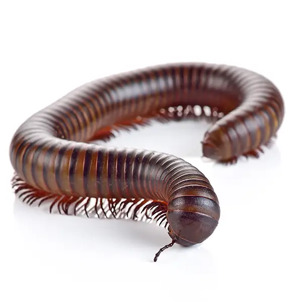 Millipede on a white background - Keep pests away from your home with Bug Out in NC