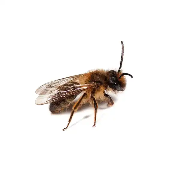 Mining bee on a white background - Keep pests away from your home with Bug Out in NC
