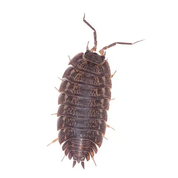 Pillbug on a white background - Keep pests away from your home with Bug Out in NC